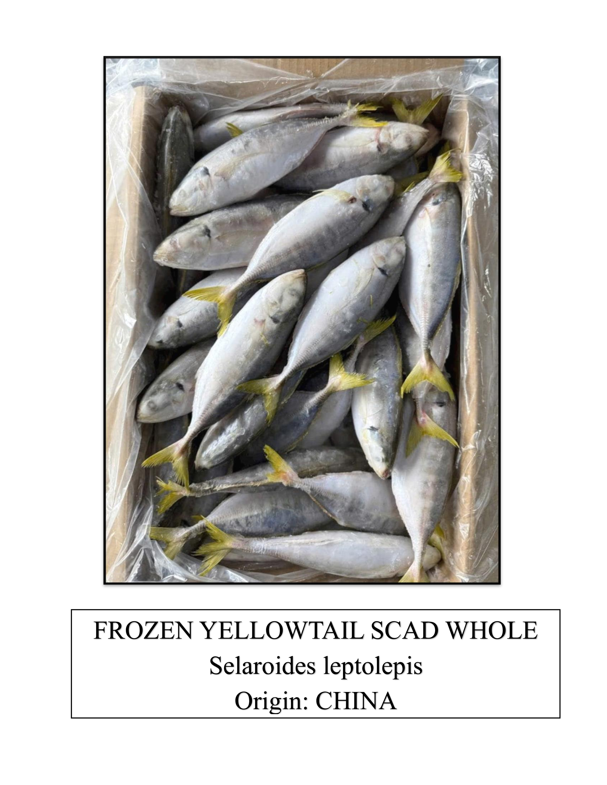 Frozen Yellowtail Scad Whole